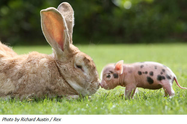 Sweet photo of bunny and piglet