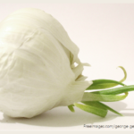 Benefits of Garlic Photo