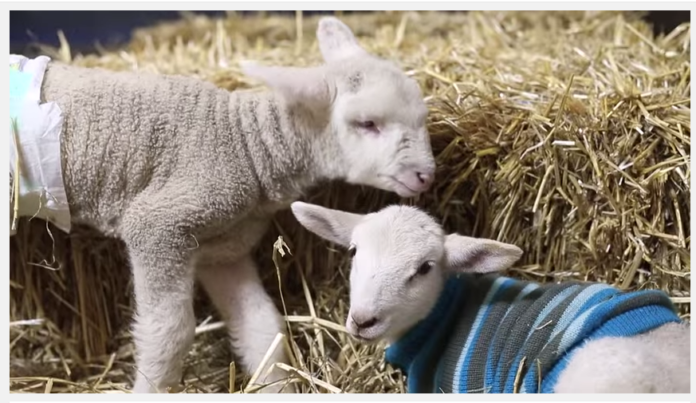 Fanta The Lamb Survives!